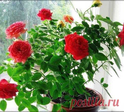Хотите вырастить комнатную розу без проблем? Пожалуйста!