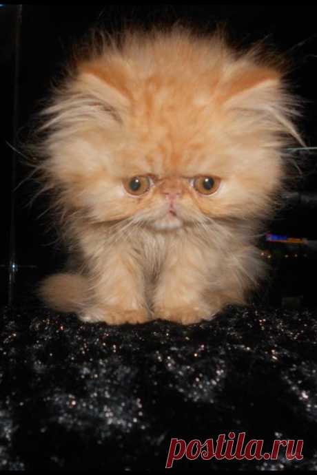 Вaby persian cat | animals should be mine