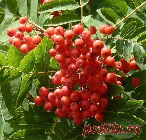 Рецепты лечения корой и плодами рябины