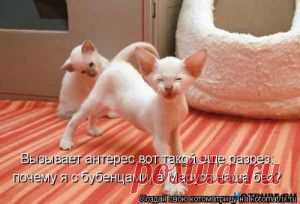 Новая котоматрица