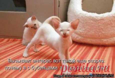 Новая котоматрица