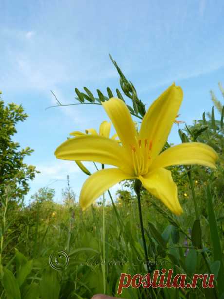 Желтая лилия,амурская обл. 2013г.