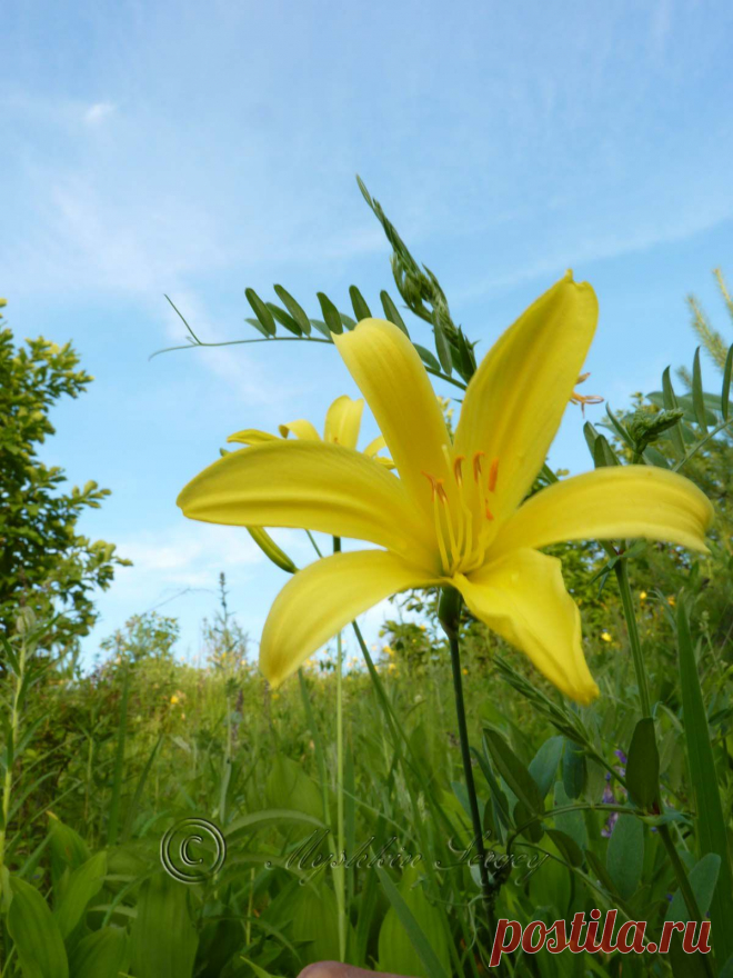 Желтая лилия,амурская обл. 2013г.