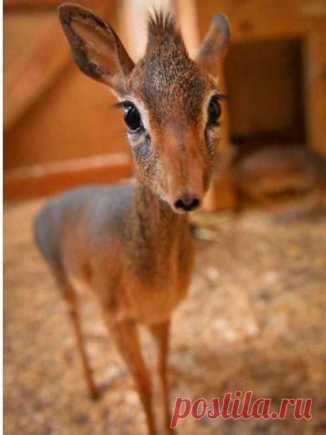 Приколы и курьезы поднимут вам настроение | последние новости Украины и мира | ТЕЛЕГРАФ