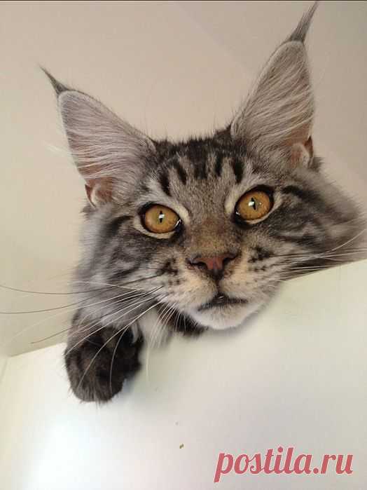 Hindi's photo (Cat - Maine coon) : Il est la le petit curieux !! Yummypets : Social network for Cat
