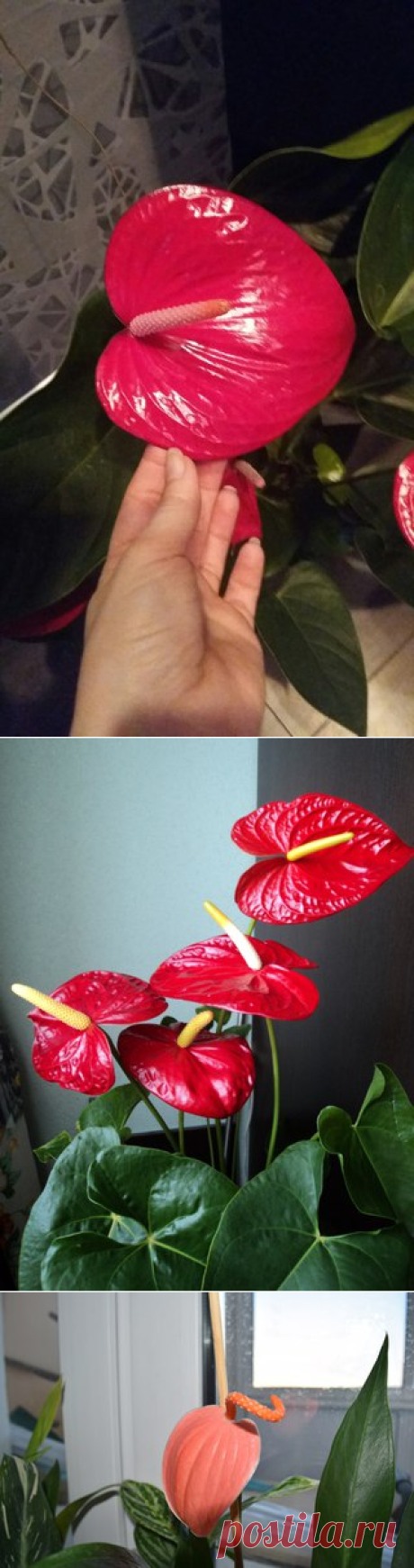 Любители антуриумов's photos | 3 albums | VK