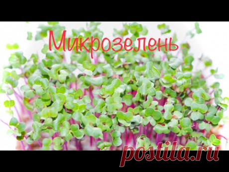 Микрозелень дома / как вырастить микрозелень/ простой способ вырастить микрозелень