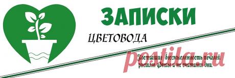 Записки цветовода. Комнатное цветоводство. Группа о цветах и про цветы, где мы друг с другом можем поделиться своим опытом и знаниями. Группа, где можно найти полезную информацию о сортах и видах, об адаптации и уходе за комнатными растениями.  Если у вас возникли какие то проблемы с растением, пишите и мы вместе обязательно найдем выход..