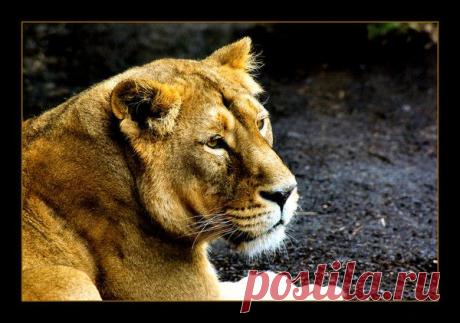 Фото Без названия. Альбом ЦАРЬ ЗВЕРЕЙ - 50 фото. Фотографии ⊰✿⊱ ОЛЬГА ⊰✿⊱.