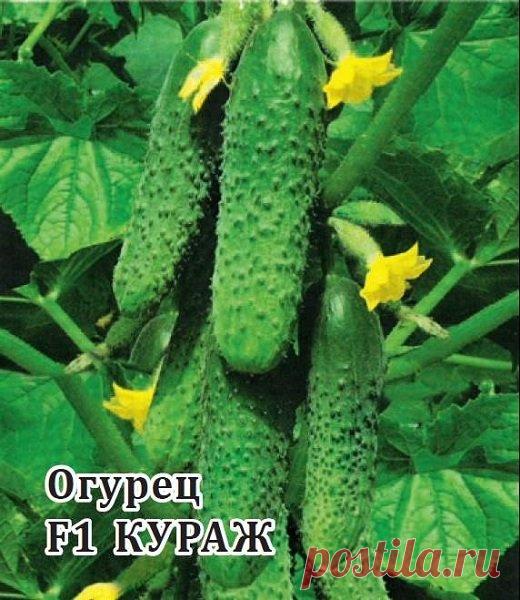 ✔ Семена Огурец Кураж F1, 1000шт, Гавриш, Фермерское подворье по цене 3 480 руб. ◈ Большой выбор ◈ Купить по всей России ✓ Интернет-магазин Гавриш ☎ 8-495-902-77-18
 Купить семена огурец кураж f1, 1000шт, гавриш, фермерское подворье. Цена -  3 480 руб. ◈ Большой выбор ◈ Доставка по всей России ◈ (артикул - 1912237022) ✓ Интернет-магазин Гавриш ☎ 8-495-902-77-18 (Пн-Сб с 10:00 до 21:00)
