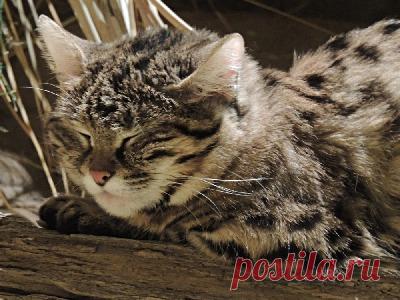 Информация о черноногой кошке - Фото 6