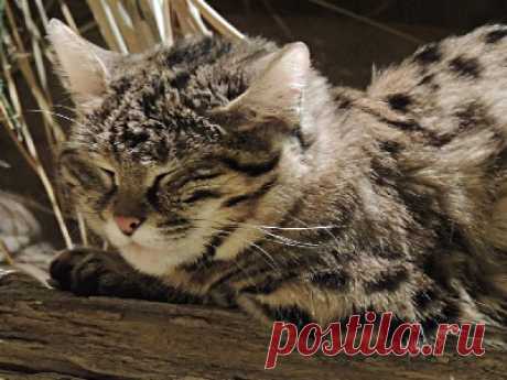 Информация о черноногой кошке - Фото 6