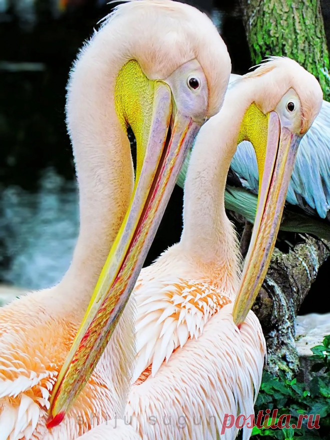 страницы которые создавались константина валерьевича сосницкого краснодар: 10 тыс изображений найдено в Яндекс.Картинках