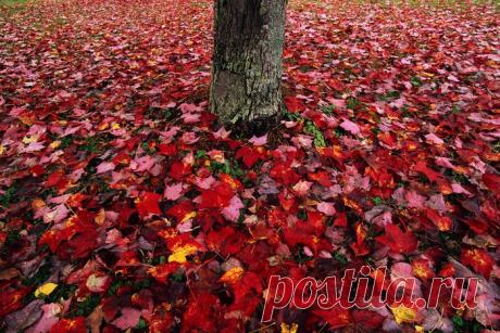 А вы знаете какие красивые ковры умеет стелить ОСЕНЬ....