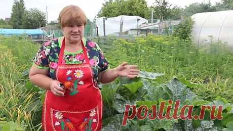 Очень Урожайный Сорт Кабачков. Йод при Загнивании Завязи.