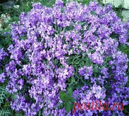 Маттиола: посадка и уход