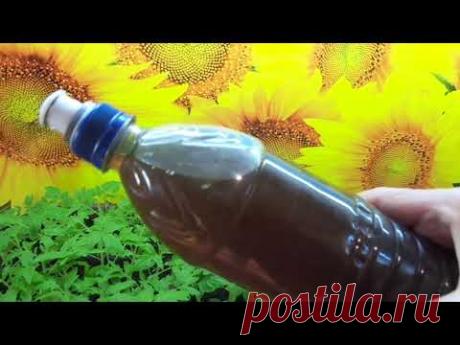 ДЕЛАЮ ПЕРВУЮ ПОДКОРМКУ РАССАДЫ ТОМАТОВ. Ольга Чернова.