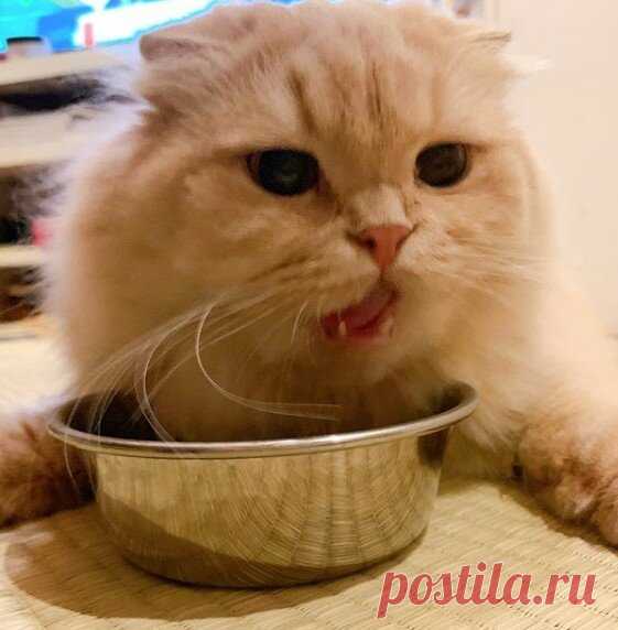 КотоТерапия, часть 2. Забавные котики для хорошего настроения. Улыбитесь! )) | Мечтательная кошка | Яндекс Дзен