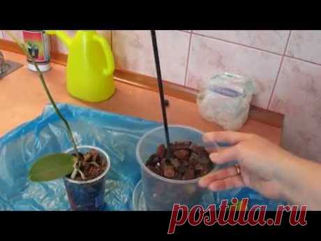 Как спасти орхидею без точки роста.