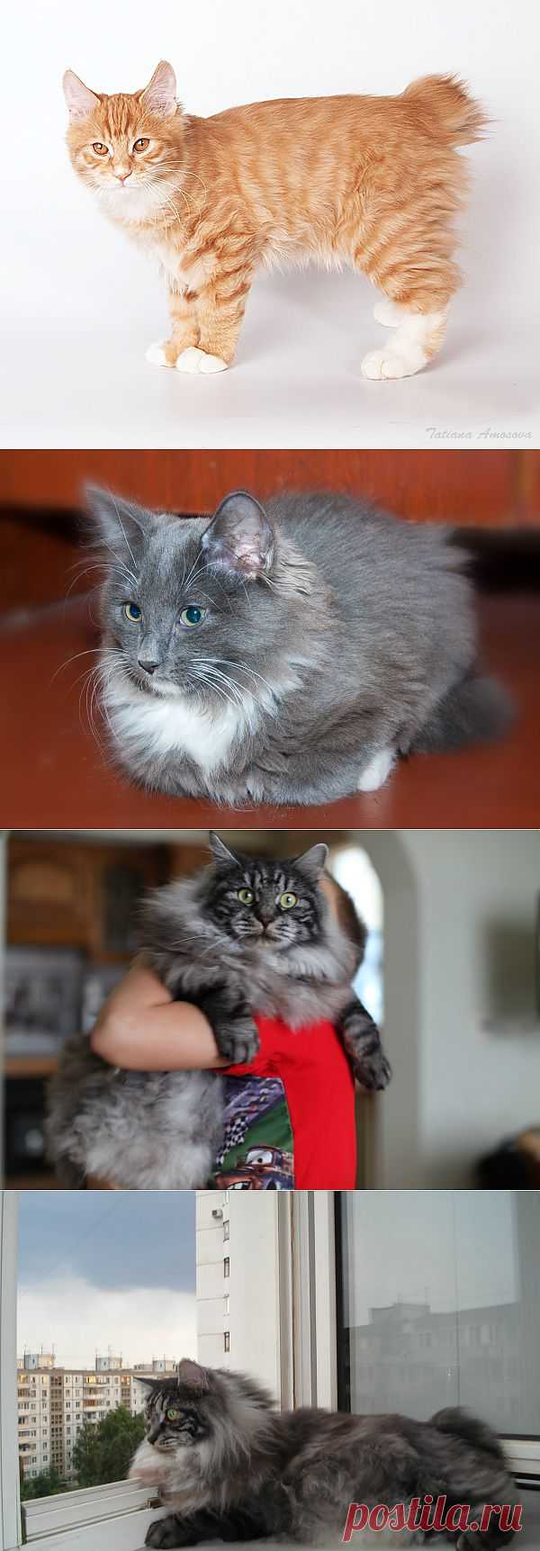 Породы кошек. Курильский бобтейл
