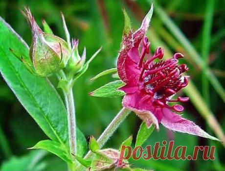 Сабельник болотный - полезные свойства и противопоказания, применение