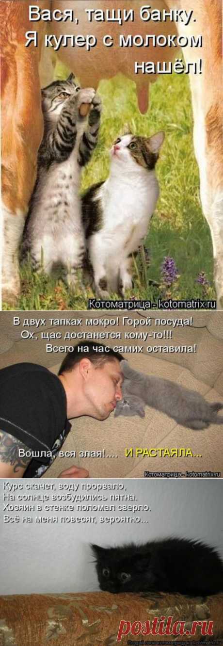 Дыбом шерсть