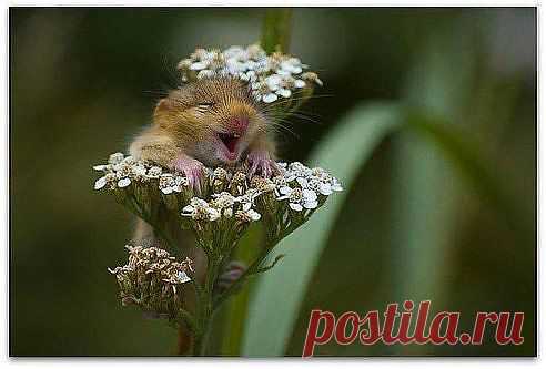 Улыбочку плиз......