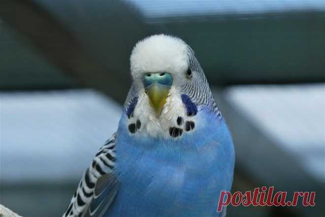 Как мы с мужем судились из-за попугая | О кошках и не только | Яндекс Дзен