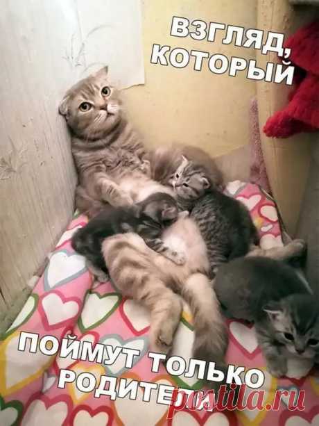 Каждый кот знает, что рыба гораздо вкуснее на ковре в коридоре, чем в миске на кухне! - Приколисты - медиаплатформа МирТесен
