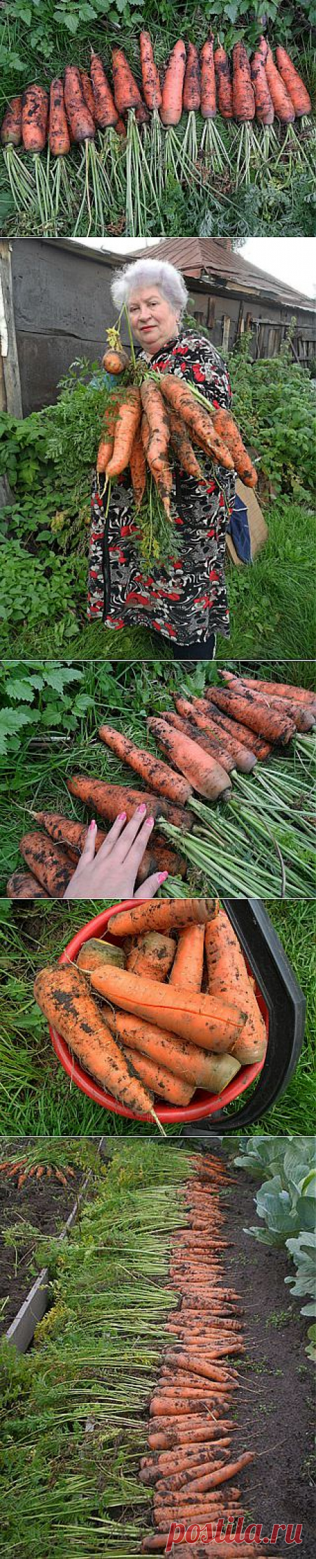 Секреты удобрения моркови