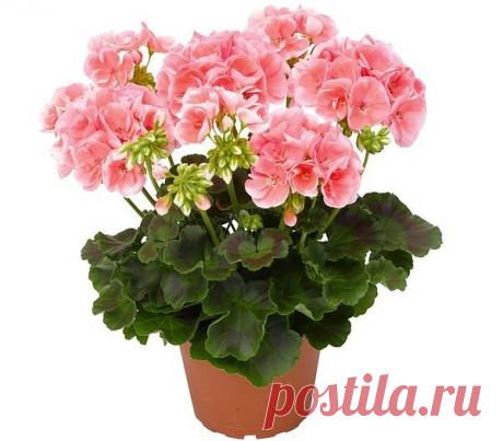 9 Недугов , которые лечит герань ... 

Но герань (пеларгония ) - это не просто красивый цветок. Ее лечебные свойства сложно переоценить. 

Как лечить геранью. 

Для лечения кашля на литр воды возьми 25 г листьев пеларгонии и прокипяти их в течение 10 минут. Полощи этой жидкостью горло, и симптомы простуды как рукой снимет. Сок из листьев герани можно закапывать в нос, чтобы избавиться от насморка. 

Приложи листок герани к запястью, если хочешь нормализовать артериальное д...