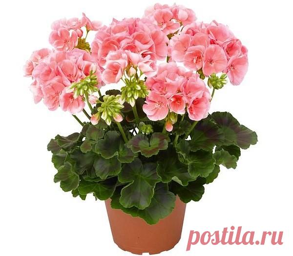 9 Недугов , которые лечит герань ... 

Но герань (пеларгония ) - это не просто красивый цветок. Ее лечебные свойства сложно переоценить. 

Как лечить геранью. 

Для лечения кашля на литр воды возьми 25 г листьев пеларгонии и прокипяти их в течение 10 минут. Полощи этой жидкостью горло, и симптомы простуды как рукой снимет. Сок из листьев герани можно закапывать в нос, чтобы избавиться от насморка. 

Приложи листок герани к запястью, если хочешь нормализовать артериальное д...