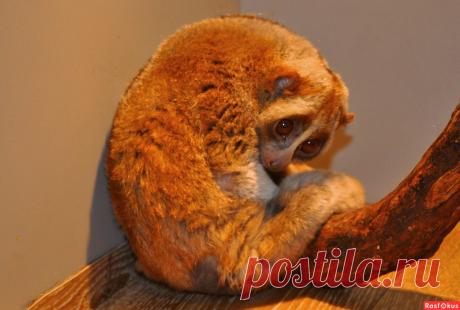 Фото: Симпатяга. Николай Попов. Фото животных - Фото и фотограф на Расфокусе.