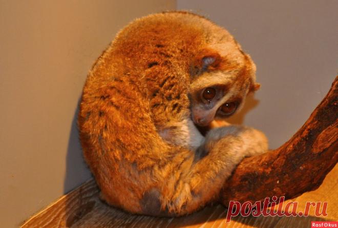 Фото: Симпатяга. Николай Попов. Фото животных - Фото и фотограф на Расфокусе.