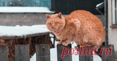 6 фактов о котах, которые вы не знали: предпочтения в музыке, еде и выборе друзей В отличие от собак, с котами бывает не так просто подружиться. Эти питомцы своенравны, а их настроение очень переменчиво. Сегодня кошка хочет дружить и бегать за бантиком, а на следующий день она становится машиной-убийцей! Но это еще не самое удивительное! Чтобы лучше понять психологию и поведение котов, мы собрали самые интересные факты об этих животных.