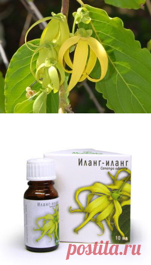 Магическое дерево иланг-иланг | sadok33.ru