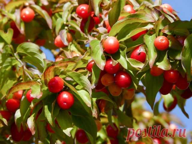 Кизил (Cornus)