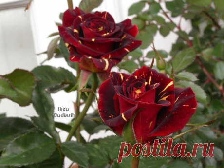(1) Facebook