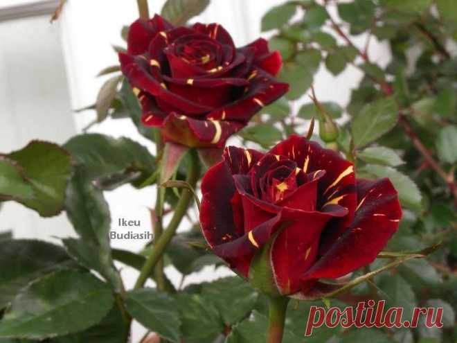 (1) Facebook