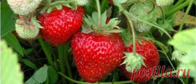 Два в одном - подкормка клубники и борьба с вредителями