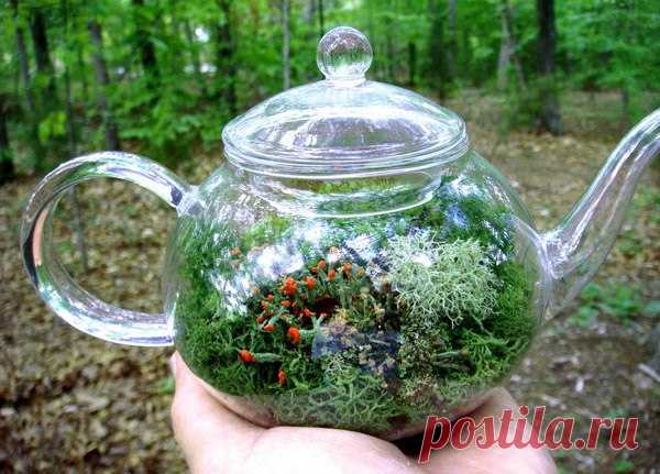 Флорариум своими руками — Сделай сам, идеи для творчества - DIY Ideas