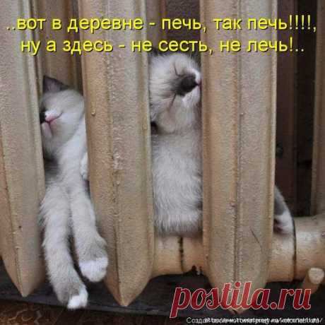 Кот (Котофул комьюнити): - nadegdacherepaschuk@gmail.com - Gmail