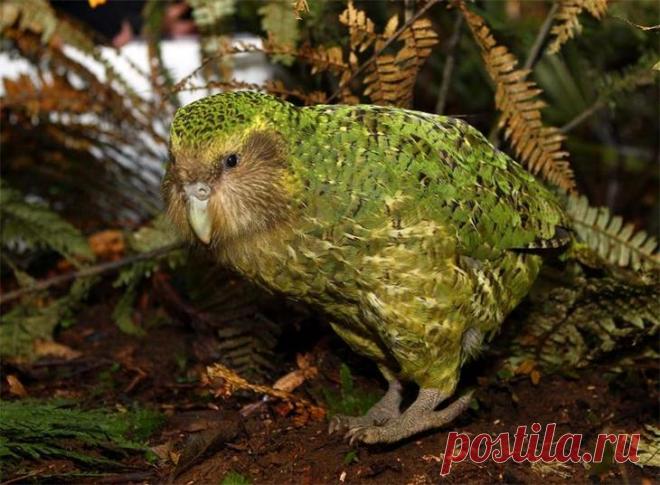 10 не летающих птиц, доживших до наших дней