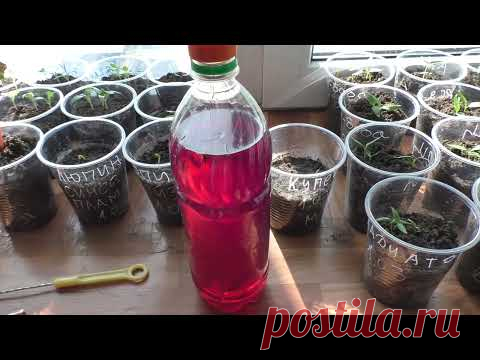 Когда и как я поливаю маленькую рассаду
