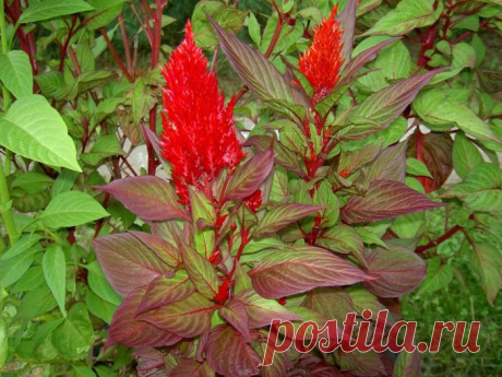 ЦВЕТОК ***ЦЕЛОЗИЯ*** Для Вас, дорогие!!!