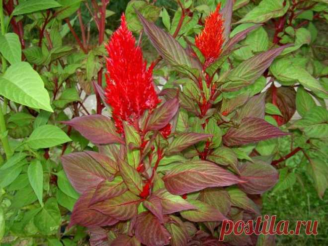 ЦВЕТОК ***ЦЕЛОЗИЯ*** Для Вас, дорогие!!!