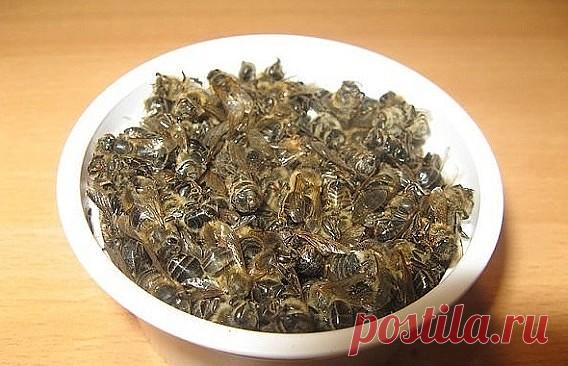 Пчелиный подмор поднимет умирающего!