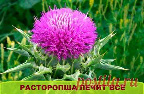 Лечение расторопшей. Рецепты.