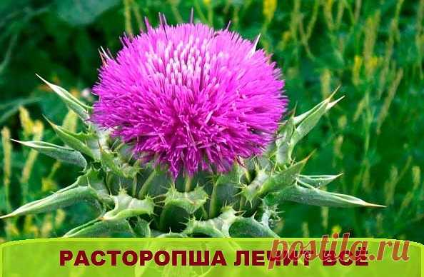 Лечение расторопшей. Рецепты.