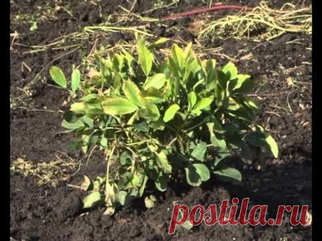 Орехи | Записи в рубрике Орехи | Дневник Living_Garden